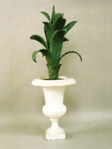 pianta agave cod92
